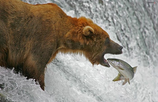 Bear and Fish